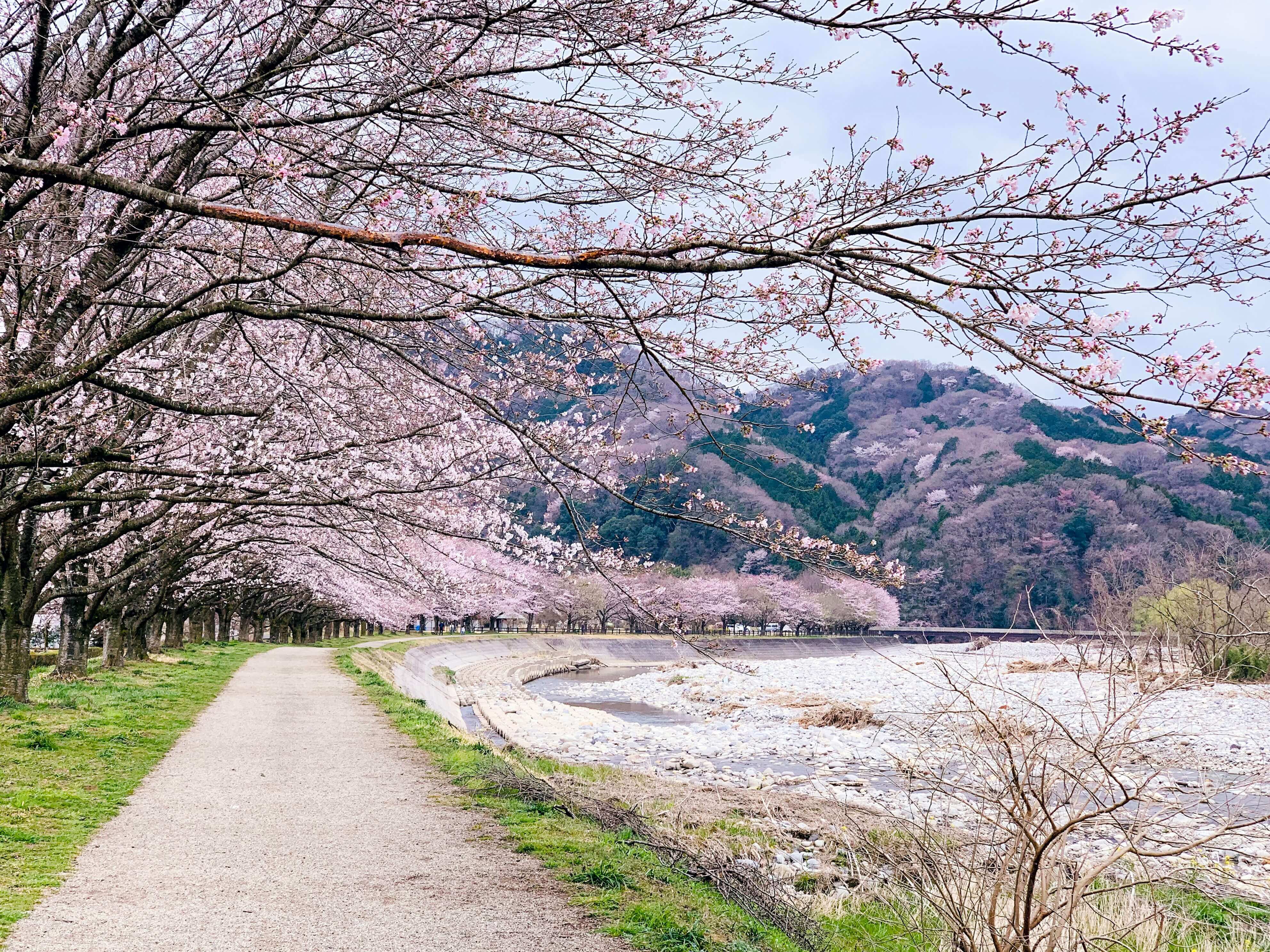 Best Time to Visit Japan: A Month-by-Month Breakdown