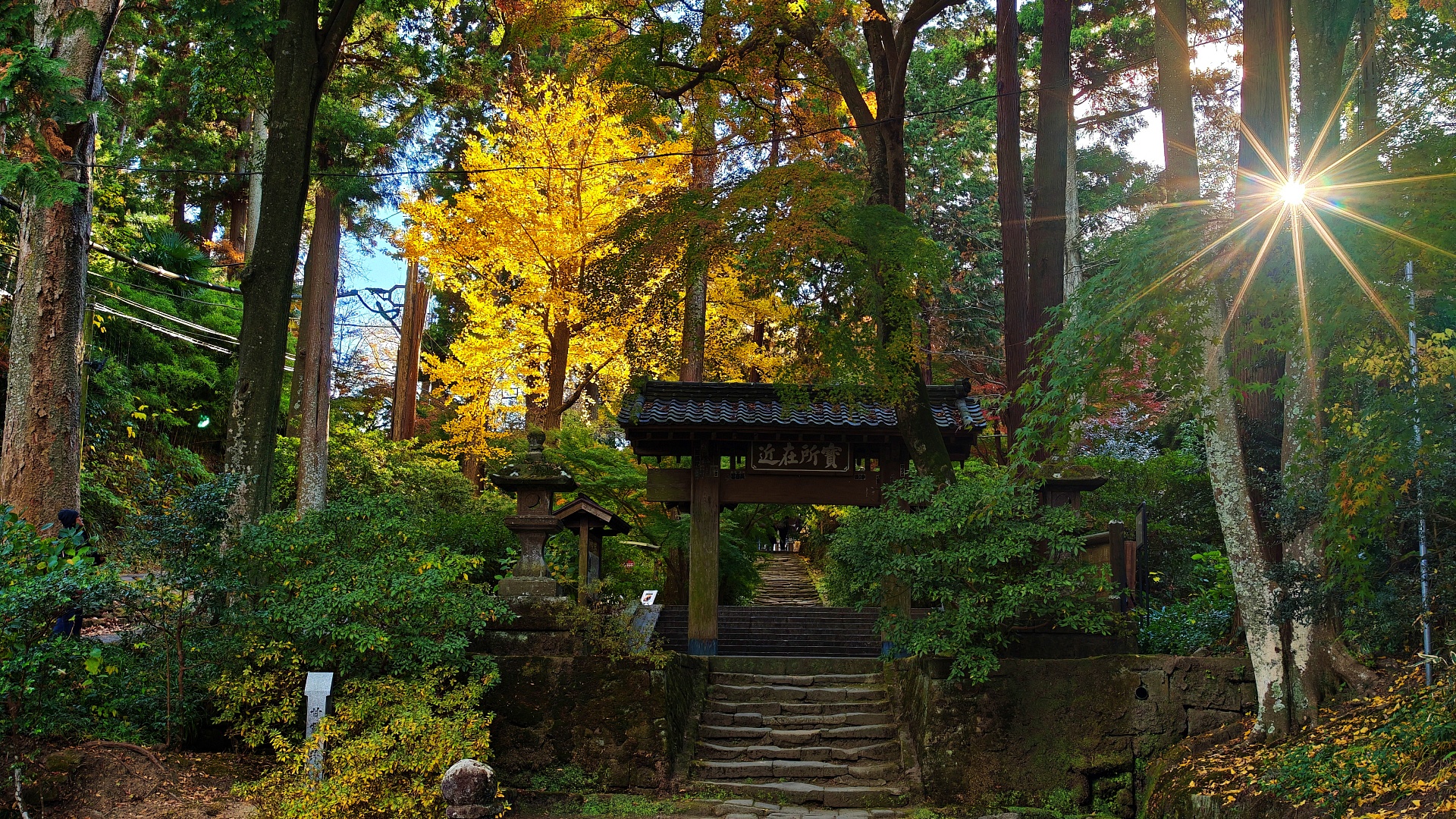 Nature & Serenity: Kamakura's Gardens and Temples